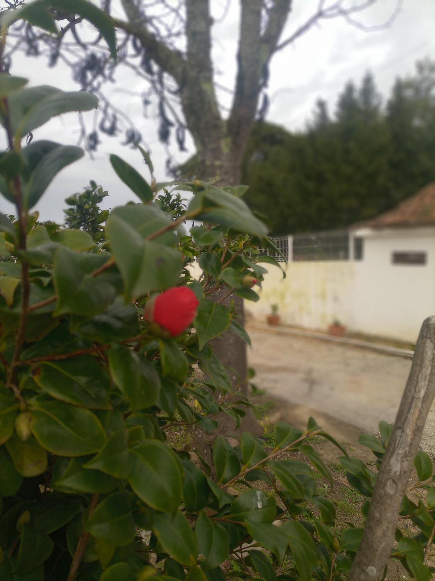 O Mundo Da Lua Villa Azeitão Eksteriør billede
